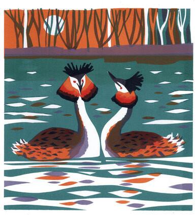 Great Crested Grebe pair