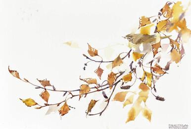 Chiffchaff and Birch colours