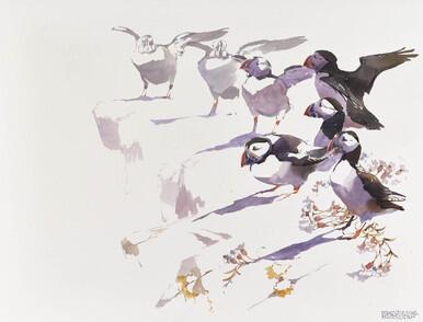 Puffin group, Isle of May