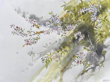 Willow Warbler and Apple Blossom