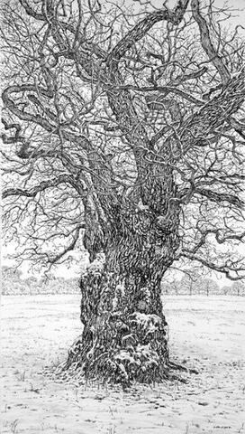The Snow Still Clinging to the Oak