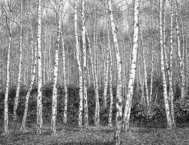 360 - At the Edge of Silver Birch Forest
