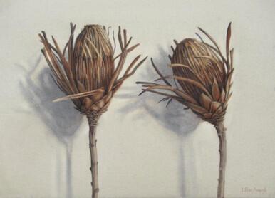 023 - Two Dried Protea