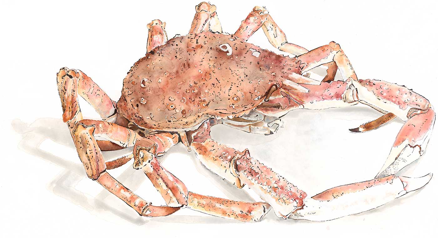 Drawings and Paintings of Marine Animals | Mall Galleries