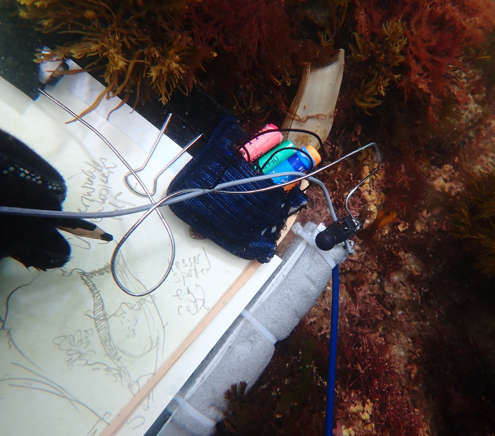 4  Sketching a lesser spotted catfish eggcase underwater JPG