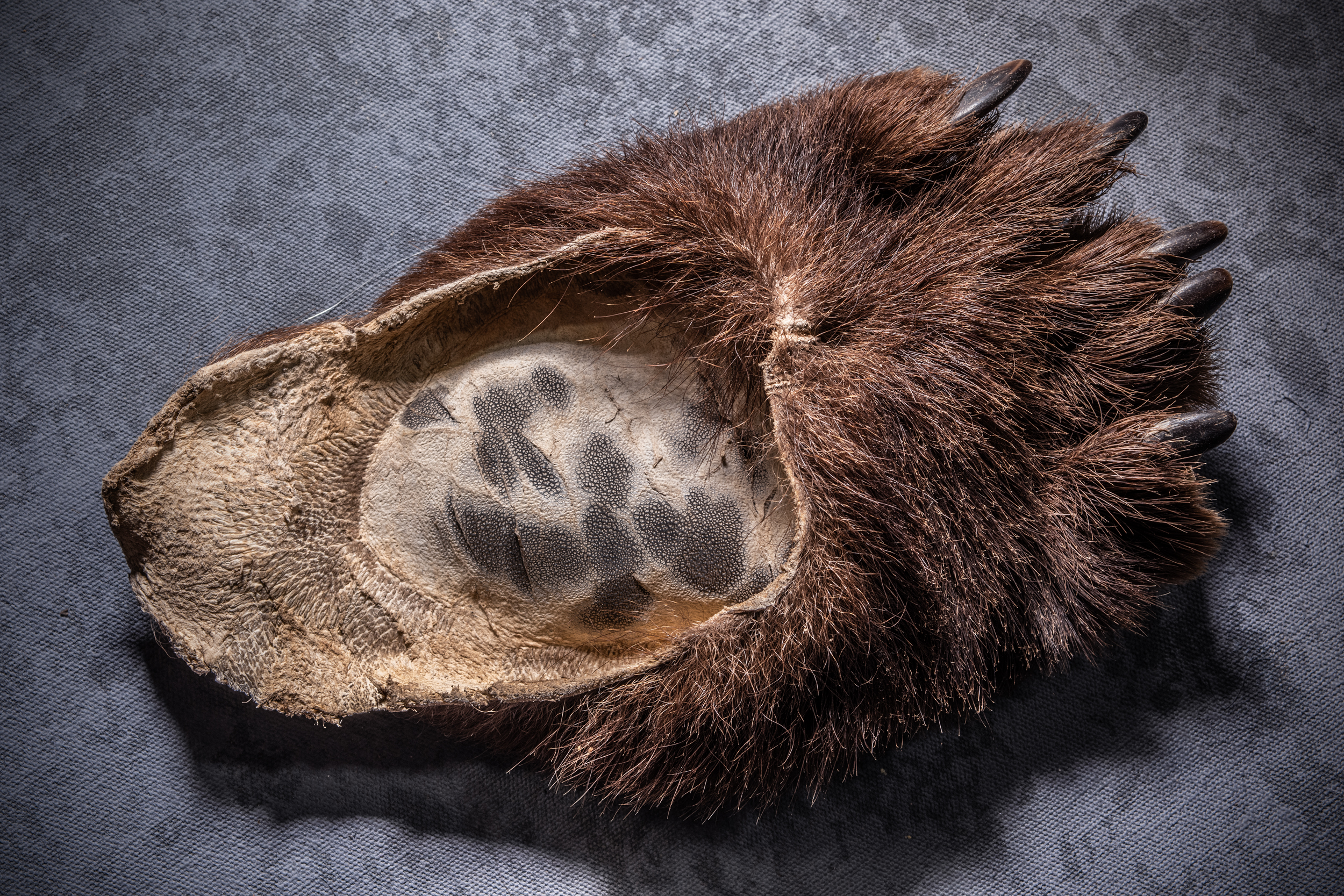 Still Life by Britta Jaschinski | Mall Galleries