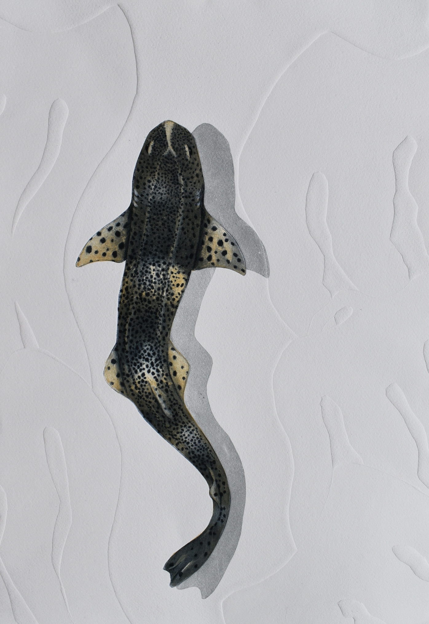 9  gliding (lesser spotted catfish) favourite work being exhibited at the Natural Eye 2025 JPG