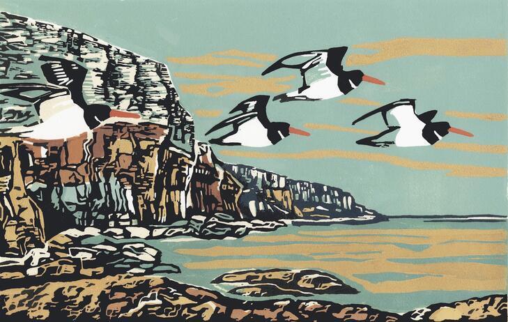 Angus Max Oystercatchers land sea and sky jpg