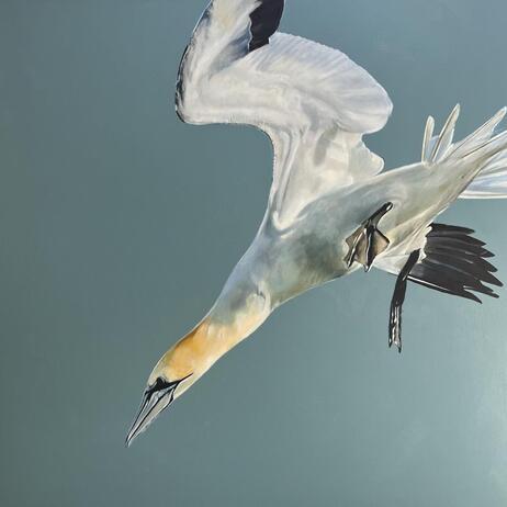 Bradford_Mark_Gannet jpeg