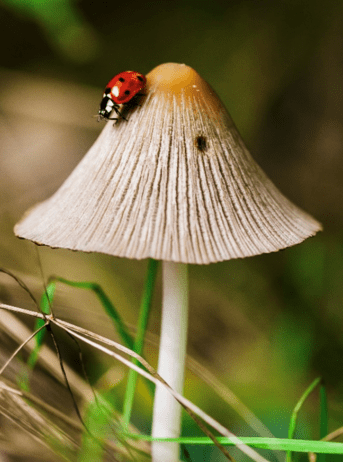 Hana Fitzsimmons png