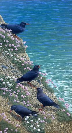 Stock Andrew A chattering of Choughs jpeg