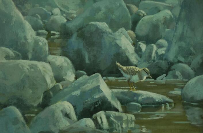 Threlfall John Independence day   Common Sandpiper chick jpg
