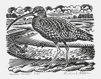 Winter Curlew