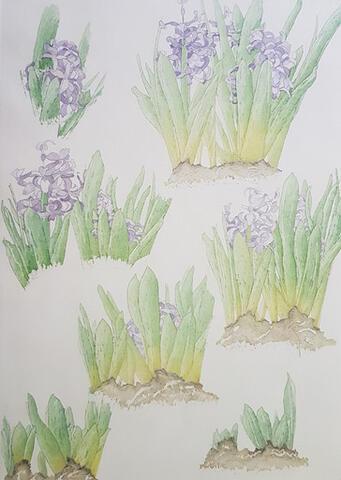 The Hyacinth Cycle