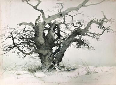 Dripsill Oak