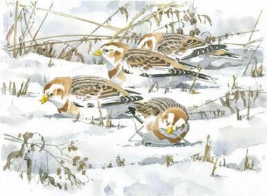 Snow Buntings and Winter Weeds
