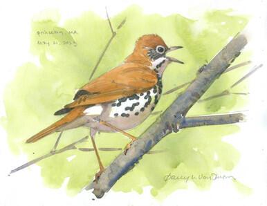 Wood Thrush in song