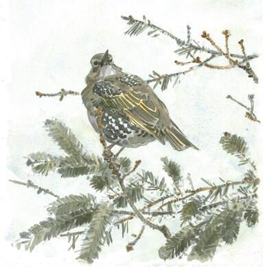 Young Starling in Norway Spruce