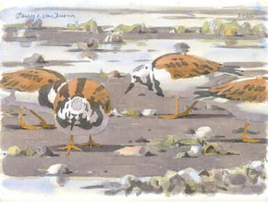 083 - Ruddy Turnstones at low tide