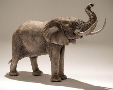 Batchelor Elephant (trunk up)