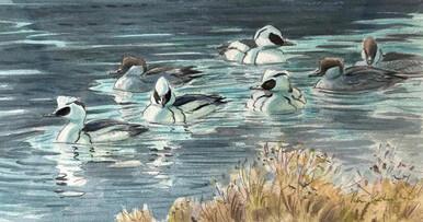 In Memoriam - Smew