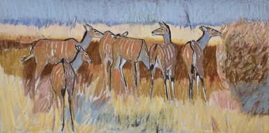 Kudu females on the edge of the Kalahari