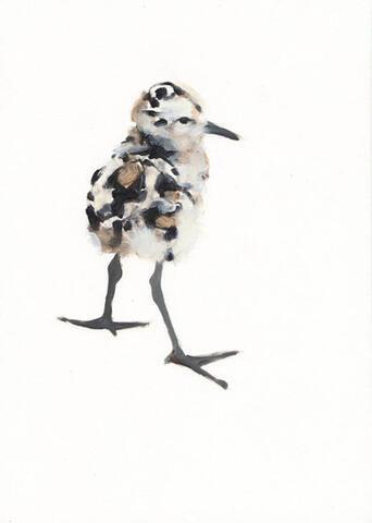 Curlew chick