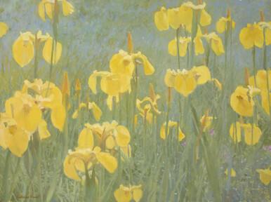 Wild Irises, Albury Park