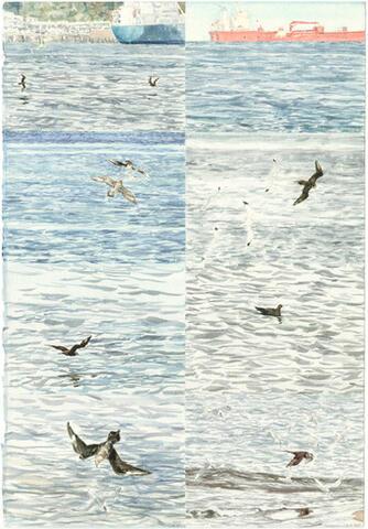 337 - Arctic Skua watch