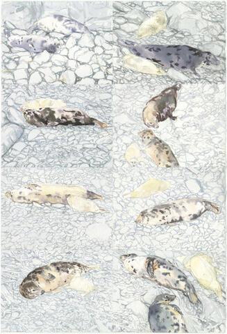 338 - Grey Seal watch