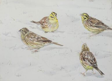 Four Yellowhammers in snow