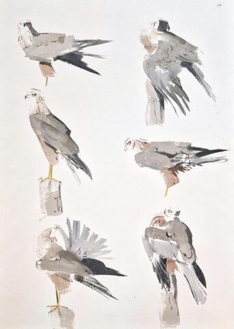 347 - Marsh Harrier preening in morning sun, Udkæret, Bornholm