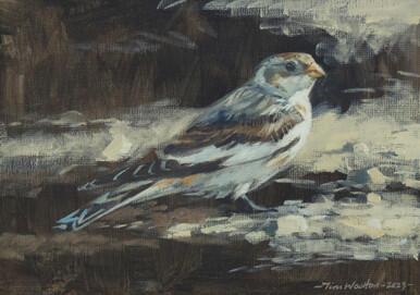 Snow Bunting at Ness Point, Shapinsay