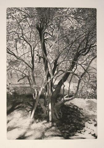 104 - Old Olive Tree 2