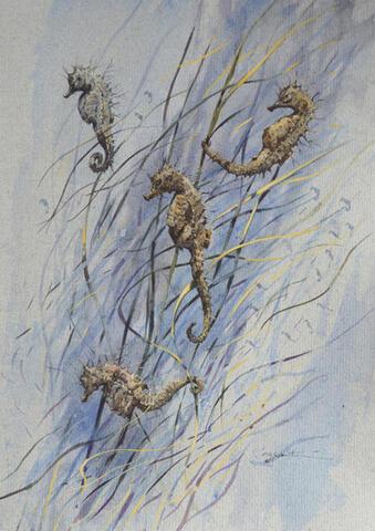 271 - Seahorses and Zosteria