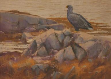 316 - White-tailed Eagle