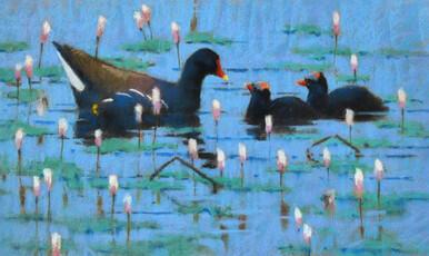 313 - Moorhen and chicks
