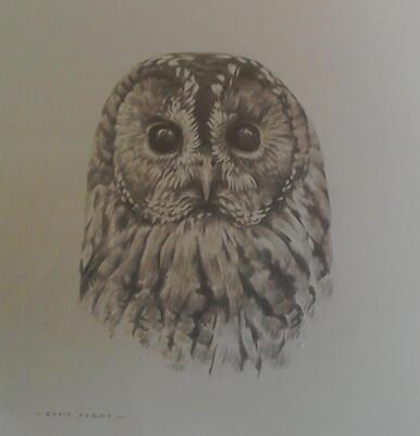 231 - Tawny Owl