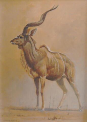 229 - Greater Kudu