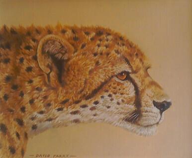 228 - Cheetah