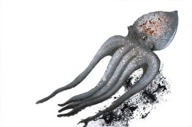 279 - 'Escape' Curled Octopus, Loch Melfort (Hope Spot)