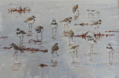 220 - Ringed Plovers