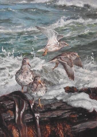 364 - Purple Sandpipers at Point of Ness, Shapinsay