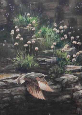 365 - Summer Wheatear