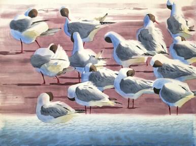 357 - Preening Black-headed Gulls I