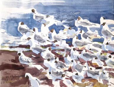 358 - Preening Black-headed Gulls II