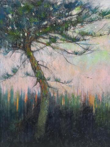 353 - Black Down Pine