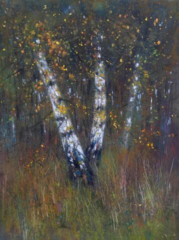 350 - Autumn Birches