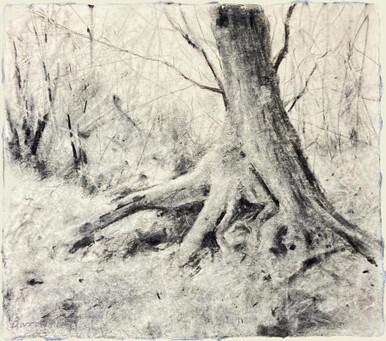 041 - Tangled Tree Trunk