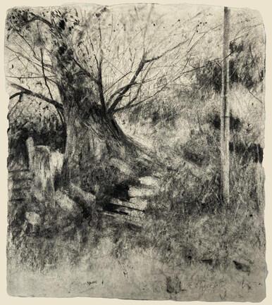 040 - Cornish Oak and Telegraph Pole